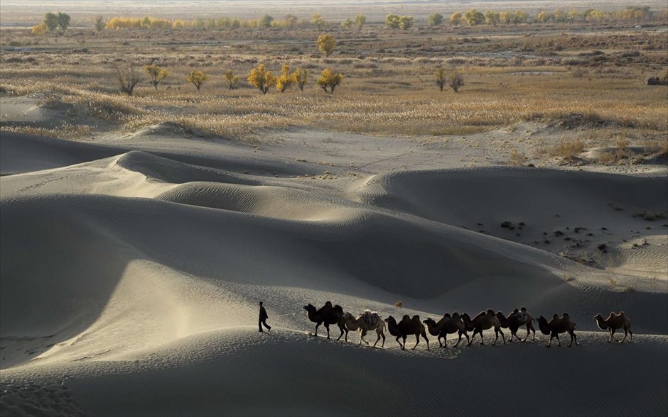 Στα όρια της ερήμου. Ένας άνδρας οδηγεί τις καμήλες του στα όρια της ερήμου Τάκλα Μακάν, στην αυτόνομη Κινεζική επαρχία Σινκιάνγκ-Ουιγούρ. Η Τάκλα Μακάν είναι γνωστή ως μια απ