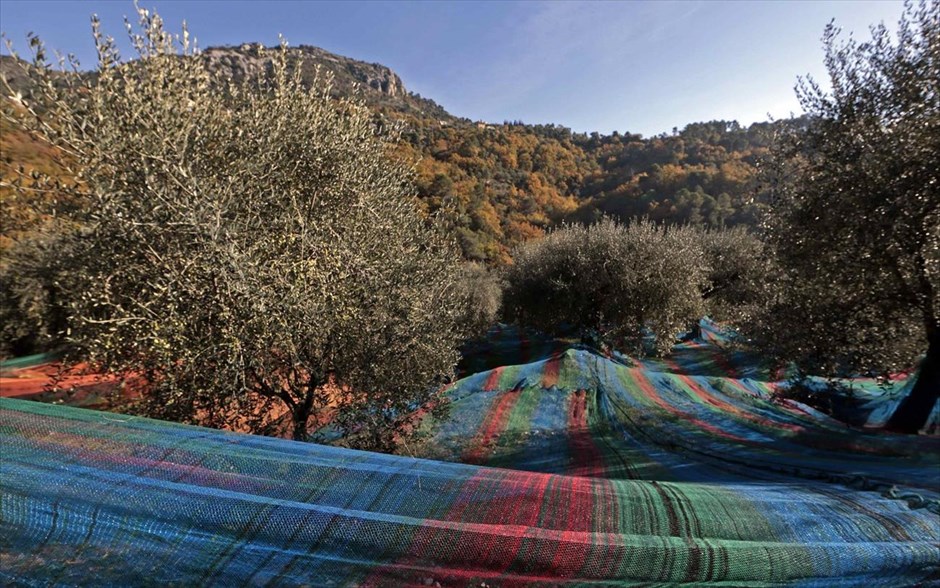 Πολύχρωμοι ελαιώνες . Πολύχρωμα λιόπανα καλύπτουν ελαιώνα στο χωριό Καστανιέρ, νότια της Νίκαιας στη Γαλλία.