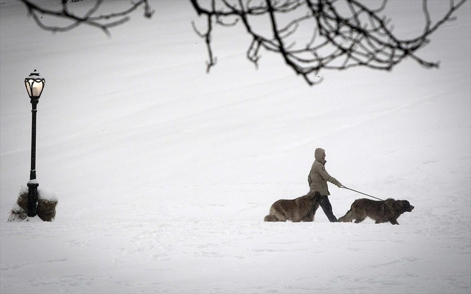 Σφοδρές χιονοπτώσεις παρέλυσαν τις ΗΠΑ. Ένας άντρας έχει βγάλει βόλτα τα σκυλιά του στο καλυμμένο με χιόνι Σέντραλ Παρκ στη Νέα Υόρκη.