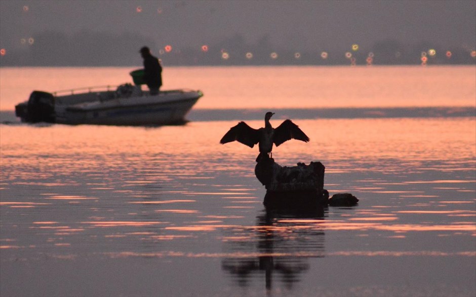 Κορμοράνος σε παραλία του Ναυπλίου. Ένας κορμοράνος κάθεται με ανοιγμένα τα φτερά του σε βράχο παραλίας του Ναυπλίου.