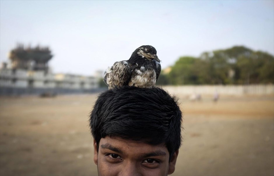 Ινδία: Με κατοικίδιο ένα περιστέρι. Στο κεφάλι ενός αγοριού κάθεται το κατοικίδιο περιστέρι του, σε μία παραγκούπολη, στη Μουμπάι της Ινδίας.