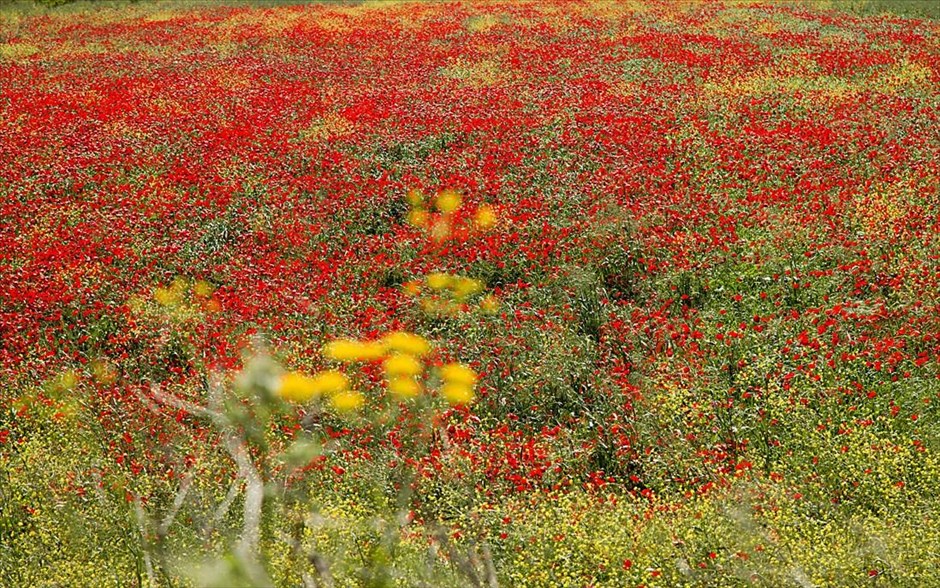 Ανοιξιάτικο τοπίο στην Καρδίτσα. Χωράφι διάσπαρτο με κατακόκκινες παπαρούνες στο νομό Καρδίτσας.