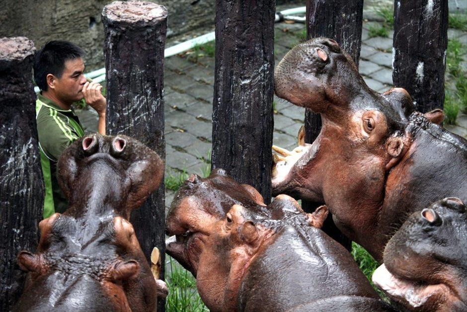 Ιπποπόταμοι σε ζωολογικό κήπο της Ταϊπέι. Ένας υπάλληλος του ζωολογικού κήπου της Ταϊπέι, στην Ταϊβάν, ταΐζει τους ιπποπόταμους.