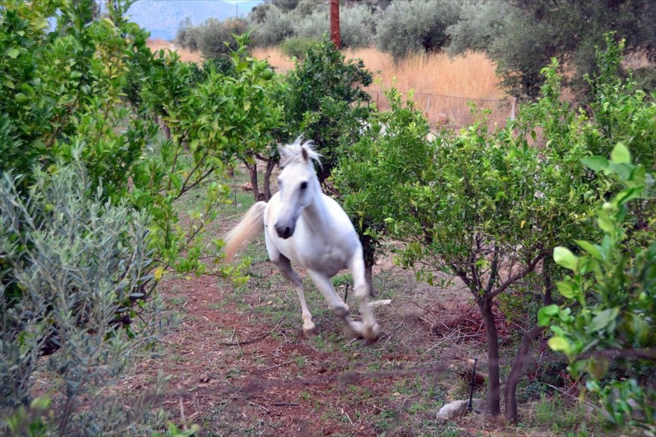 Άλογο σε πορτοκαλεώνα της Αργολίδας. Ένα κάτασπρο άλογο τρέχει μέσα σε πορτοκαλεώνα, στην περιοχή Ασίνη Ναυπλίας.