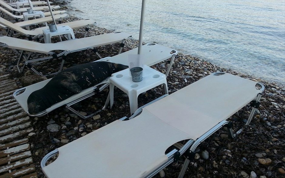 Φώκια στην ξαπλώστρα στη Σάμο. 
