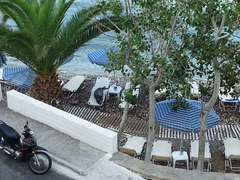 Η φώκια της Σάμου απολαμβάνει τον ήλιο σε ξαπλώστρα. 