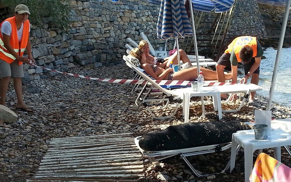 Η φώκια της Σάμου απολαμβάνει τον ήλιο σε ξαπλώστρα. 