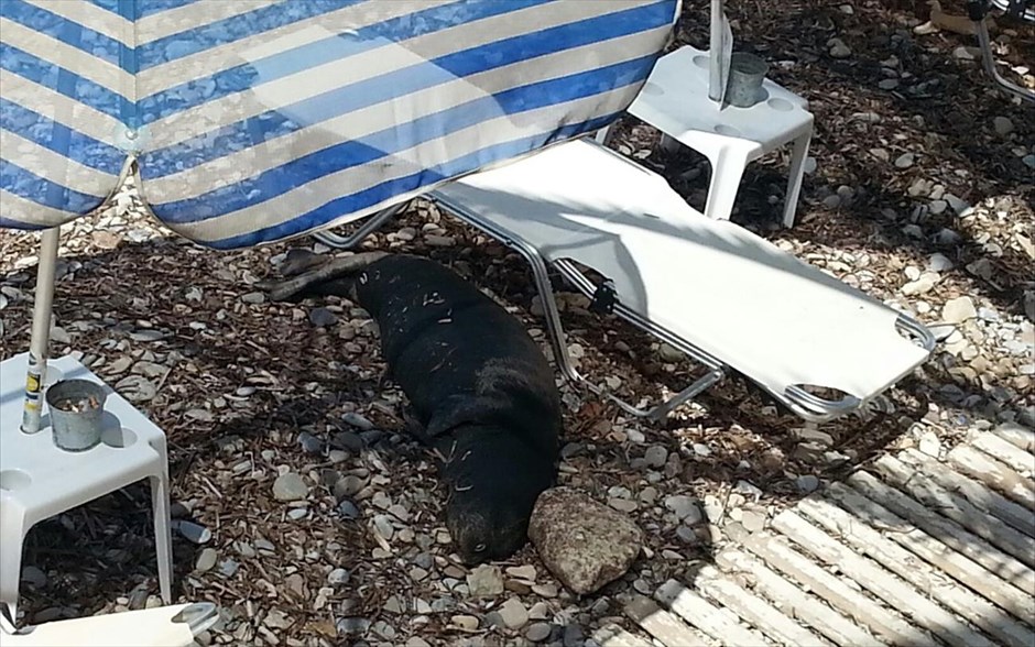 Η φώκια της Σάμου απολαμβάνει τον ήλιο σε ξαπλώστρα. 
