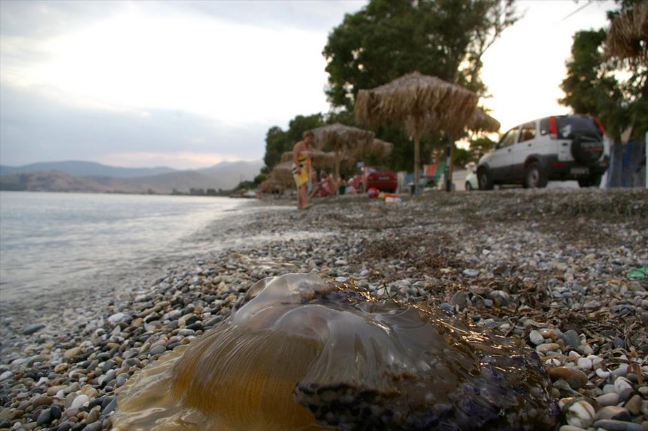 Αργολίδα: Γέμισε μέδουσες η παραλία της Νέας Κίου. Μία από τις εκατοντάδες μέδουσες που έκαναν την εμφάνιση τους στην παραλία της Νέας Κίου, του δήμου Άργους Μυκηνών.