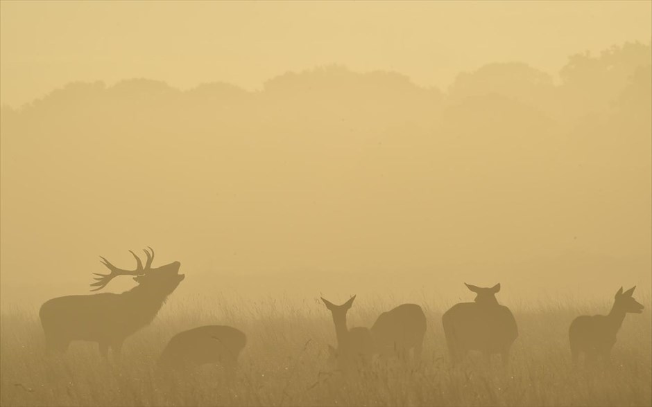 Λονδίνο: Πρωινή ομίχλη στο Richmond Park. Ελάφια διακρίνονται μέσα από την πρωινή ομίχλη στο Richmond Park στο δυτικό Λονδίνο. Τo Richmond Park είναι το μεγαλύτερο Βασιλικό Πάρκο του Λονδίνου και φιλοξενεί πάνω από 600 ελάφια.