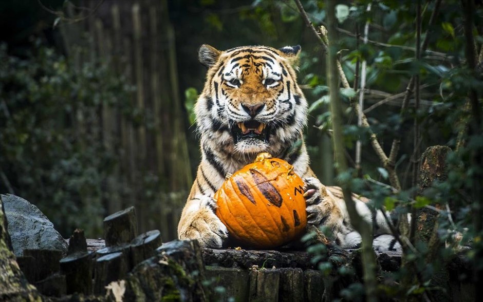 Halloween . Μία τίγρη της Σιβηρίας κρατά μία κολοκύθα που της έδωσαν υπάλληλοι του ζωολογικού κήπου «Dierenpark Amersfoort» στην Ολλανδία, με αφορμή το Halloween.