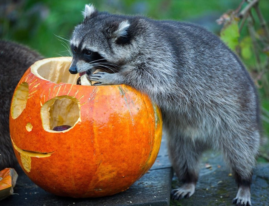 Halloween. Ένα ρακούν τρώει μέσα από μία σκαλισμένη κολοκύθα, στον ζωολογικό κήπο του Ανόβερου, με αφορμή το Halloween.