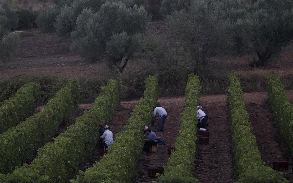 Κρασί, από το αμπέλι στο ποτήρι #4. Η ιστορία της σύγχρονης ελληνικής παραγωγής κρασιού και η ανάπτυξη της εμφιάλωσης έχει ηλικία 60 περίπου χρόνων, η παραγωγή ακολουθεί όμως πτωτική τάση καθώς το 1980 καλλιεργούντο 1 εκατομμύριο στρέμματα ενώ στις μέρες μας έχουν μειωθεί στα 670.000 στρέμματα με αποτέλεσμα η προβλεπόμενη παραγωγή για το 2014, που όμως λόγω των καιρικών συνθηκών τον Ιούλιο και τον Σεπτέμβριο είναι μία κακή χρονιά, να είναι 290.000 τόνοι ποιοτικού κρασιού από 600.000 που ήταν πριν κάποια χρόνια. Ο μέσος όρος των αμπελώνων στην Ελλάδα είναι 5-6 στρέμματα, σαν μικροί κήποι που συνορεύουν με ελαιώνες και οπωρώνες, αυτό όμως προβλέπεται να αλλάξει μετά το 2015 οπότε η Ευρωπαϊκή Επιτροπή θα άρει την απαγόρευση φύτευσης νέων αμπελώνων.