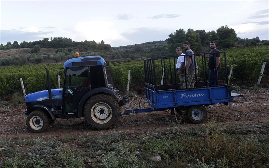 Κρασί, από το αμπέλι στο ποτήρι #9. Εργάτες μεταφέρονται με τρακτέρ για να τρυγήσουν αμπέλι στο κτήμα Λαζαρίδη.