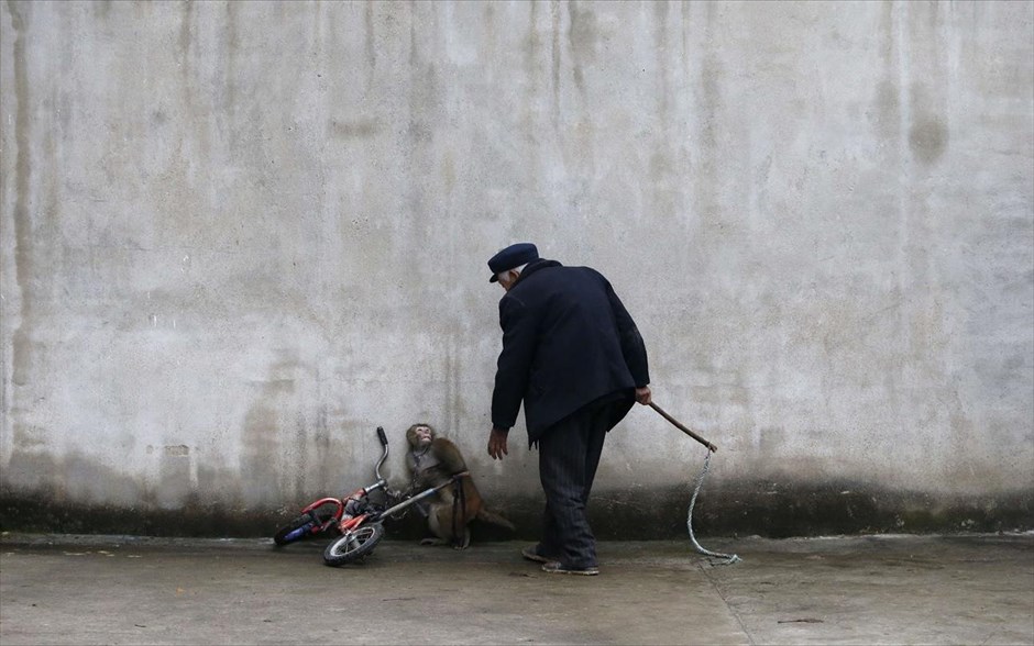 Στην υπηρεσία του θεάματος . Ένας πίθηκος μαζεύεται από φόβο καθώς τον πλησιάζει ο εκπαιδευτής του, κατά τη διάρκεια πρόβας σε τσίρκο της πόλης Σουτσόου, στην επαρχία Ανχουέι της Κίνας.