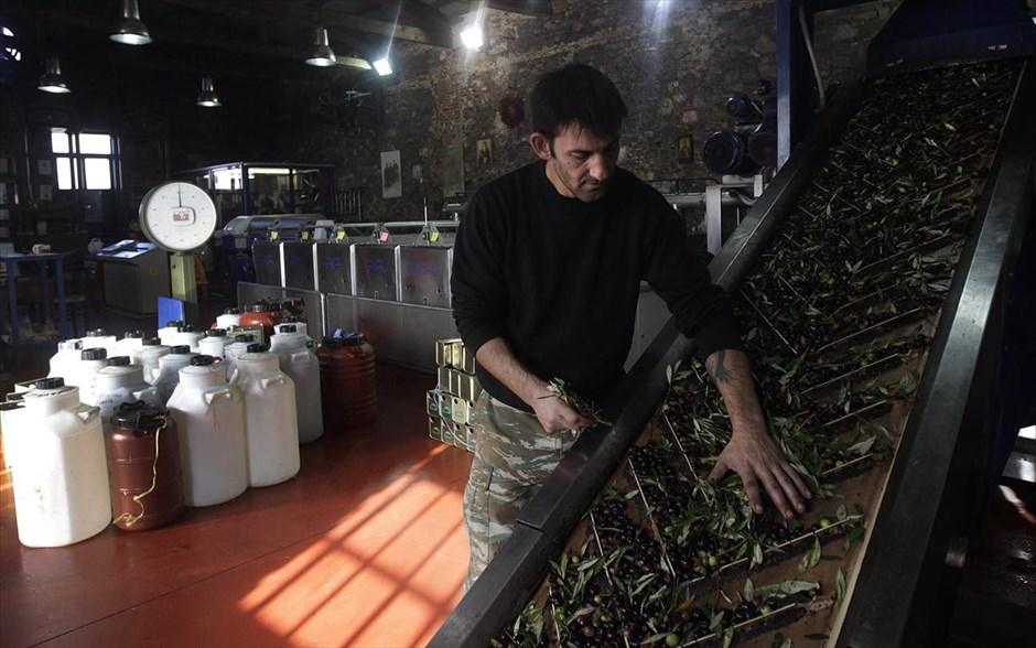 Η παραγωγή του ελαιόλαδου 5. Εργάτης απομακρύνει φύλλα ελαιόδενδρου από την πλατφόρμα όπου τοποθετούνται οι ελιές πριν από τη σύνθλιψη για την παραγωγή του ελαιόλαδου.