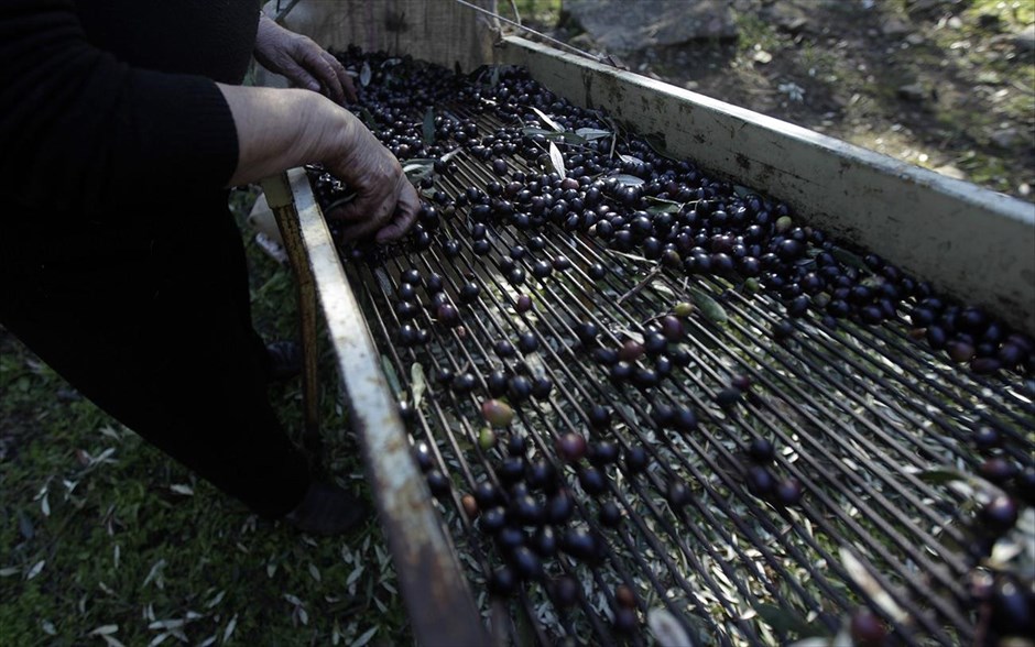 Η παραγωγή του ελαιόλαδου 9. Εργάτρια ξεχωρίζει τις ελιές από τα φύλλα χρησιμοποιώντας τη λεγόμενη κοσκίνα, σε ελαιώνα στο χωριό Πλωμάρι στη Λέσβο.