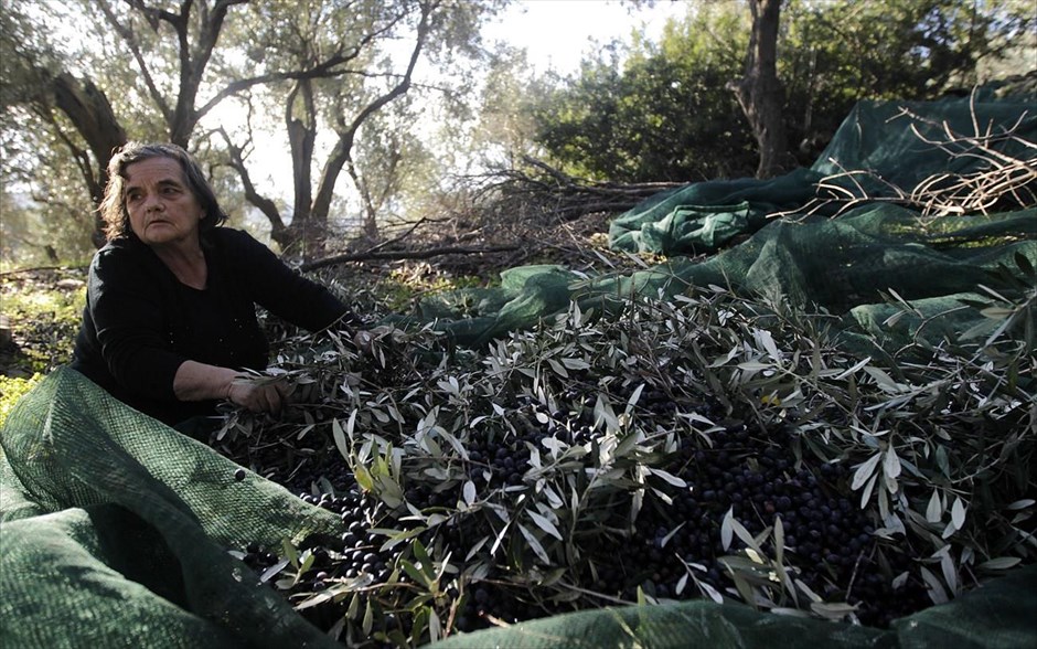 Η παραγωγή του ελαιόλαδου 12. Εργάτρια ξεχωρίζει τα φύλλα από τις ελιές που έχουν πέσει μετά από ράβδισμα σε λίοπανο σε ελαιώνα στο χωριό Πλωμάρι της Λέσβου.