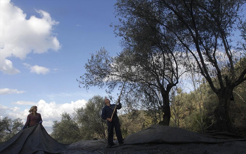 Η παραγωγή του ελαιόλαδου 14. Ανδρόγυνο μαζεύει τις ελιές σε οικογενειακό ελαιώνα στο χωριό Λουτρά της Λέσβου.