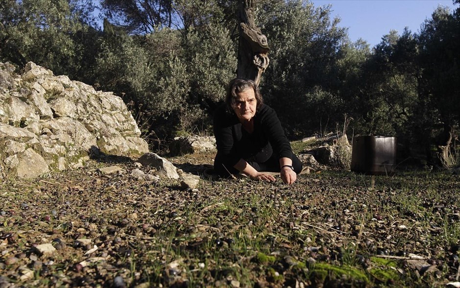 Η παραγωγή του ελαιόλαδου 15. Εργάτρια μαζεύει χαμολιές (ελιές που έχουν πέσει έξω από το λιόπανο).