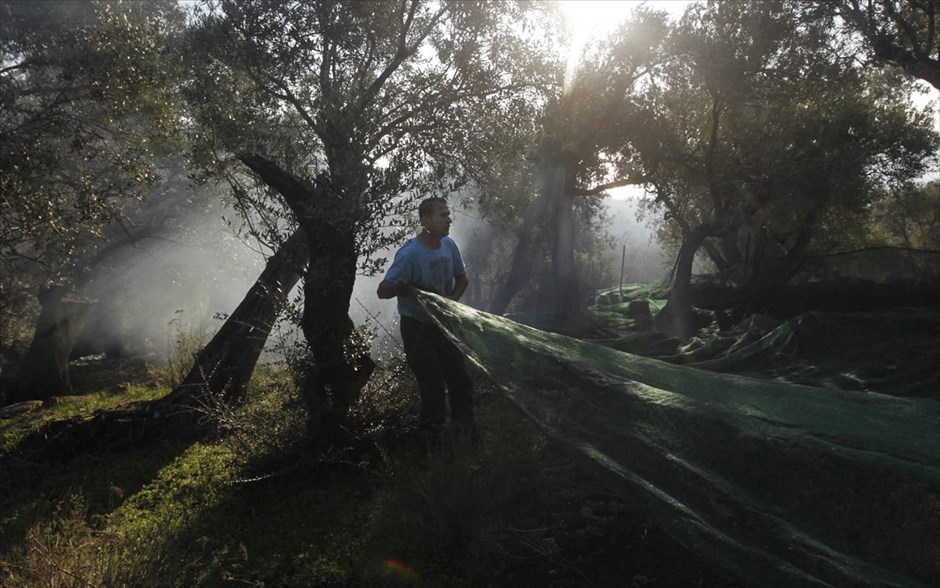 Η παραγωγή του ελαιόλαδου 17. 