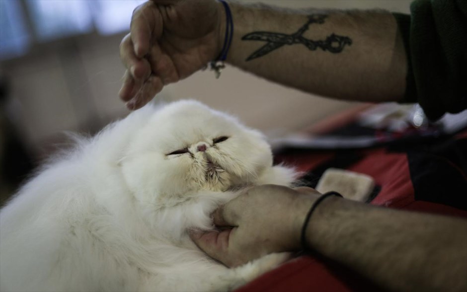 Διεθνής Έκθεση Γάτας στο Περιστέρι. Στιγμιότυπο από την 27η Διεθνή Έκθεση Γάτας στο Εκθεσιακό Κέντρο Περιστερίου.