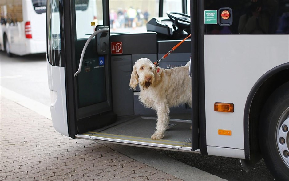 Έκθεση «Crufts» στο Μπέρμιγχαμ . Ένας σκύλος φτάνει με το λεωφορείο στη διάσημη έκθεση σκύλων «Crufts» που διεξάγεται κάθε χρόνο στο Μπέρμιγχαμ της κεντρικής Αγγλίας.