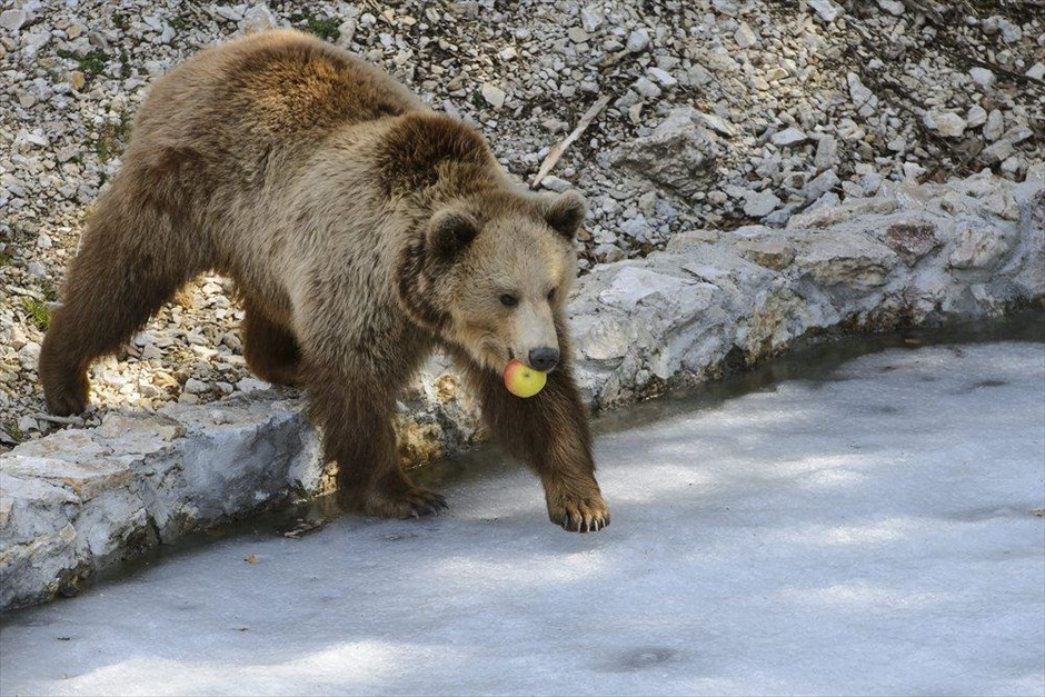 Παιχνίδια με το φαγητό. Στιγμιότυπο από το πάρκο Juraparc της πόλης Βω, στην Ελβετία, όπου φιλοξενούνται 3 από τις αρκούδες του πάρκου αρκούδων της Βέρνης, στο οποίο πραγματοποιούνται εργασίες συντήρησης.
