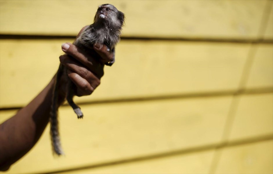 Φωτογράφιση μετά το γεύμα. Μια γυναίκα κρατά ένα μωρό σκιουροπίθηκο για να φωτογραφηθεί, έχοντας μόλις πιεί το γάλα του, στον ζωολογικό κήπο Τζαράγκουα&nbsp;του Σάο Πάολο.&nbsp;