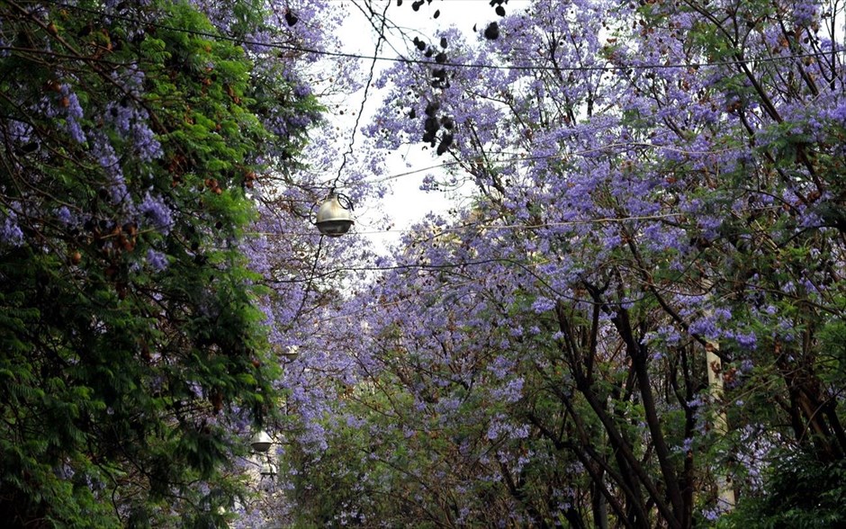 Ακακίες στην οδό Ρηγίλλης. Ανθισμένες ακακίες στην οδό Ρηγίλλης, στην Αθήνα.