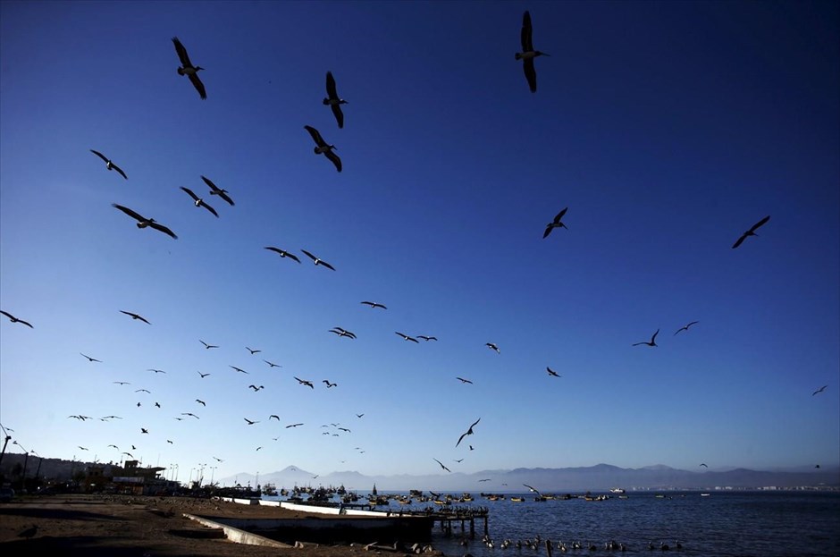 Πελεκάνοι στο λιμάνι του Κοκίμπο. Πελεκάνοι πετούν πάνω από το λιμάνι του Κοκίμπο στη Λα Σερένα της Χιλής.