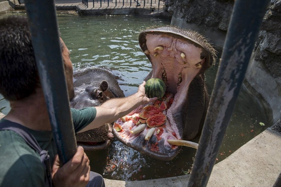 Ένα δροσιστικό γεύμα. Υπάλληλος του ζωολογικού κήπου του Βελιγραδίου δίνει καρπούζι σε έναν ιπποπόταμο. 