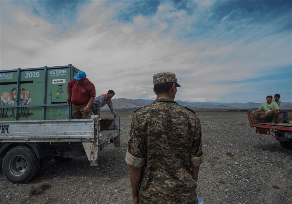 Η επιστροφή των αλόγων Πρζεβάλσκι στις στέπες της Μογγολίας - 10. Φρουρός στέκεται δίπλα στα κιβώτια μεταφοράς των αλόγων, κατά τη διάρκεια του ταξιδιού προς το φυσικό καταφύγιο «Takhin Tal», στην αυστηρά Προστατευόμενη Περιοχή Γκόμπι Β της Μογγολίας.