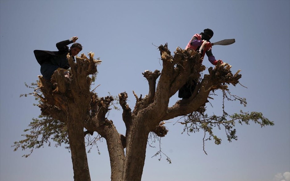 Έλλειψη βασικών αγαθών στην Υεμένη. Γυναίκα με τον ανηψιό της κόβουν κλαδιά δέντρου για προσάναμμα στο τζάκι. Οι κάτοικοι της πρωτεύουσας Σαναά συγκεντρώνουν φαγητό και καύσιμα για το χειμώνα καθώς η εξόριστη κυβέρνηση ανάγκασε τα πλοία με ανθρωπιστική βοήθεια να μην πλησιάζουν στις περιοχές που έχουν κατακτήσει οι αντάρτες Χούδι, δημιουργώντας έτσι τεράστιες ελλείψεις για τους πολίτες.