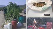 Λάρισα: Σύλληψη 64χρονου για φυτεία με 27 δενδρύλλια κάνναβης