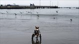 Παιχνίδια με τους γλάρους στην παραλία Τσορίλος του Περού