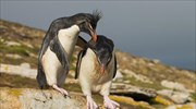 Οι πιγκουίνοι διατηρούν σχέσεις εξ αποστάσεως