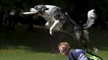 Σκύλοι συμμετέχουν σε διαγωνισμό frisbee  στη Μόσχα 