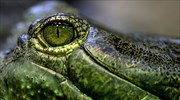 Οι μισοί κροκόδειλοι του πλανήτη απειλούνται με εξαφάνιση