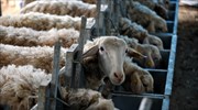 Νέος κτηνοτροφικός συνεταιρισμός στα Γιαννιτσά Πέλλας