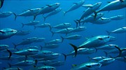 Ο πληθυσμός των θαλασσίων ειδών μειώθηκε κατά 50% από το 1970