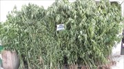 Εντοπισμός μεγάλης φυτείας κάνναβης στη Μάνη