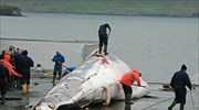 Ισλανδία: 184 νεκρές φάλαινες τη φετινή κυνηγετική περίοδο