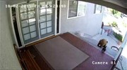 Μπουλντόγκ κυνηγά δύο αρκούδες