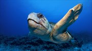 Η κλιματική αλλαγή διαταράσσει την αναλογία αρσενικών και θηλυκών χελωνών