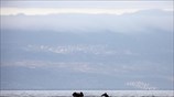 Δελφίνι συνοδεύει τους πρόσφυγες στο ταξίδι τους