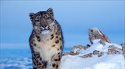 Προς εξαφάνιση οι λεοπαρδάλεις του χιονιού λόγω κλιματικής αλλαγής