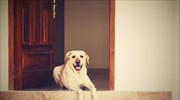 Σκύλος με το όνομα «Σκανδάλη»... πυροβόλησε την ιδιοκτήτρια του