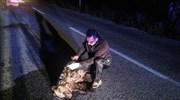 Τροχαίο με θύμα αρκουδάκι στην Καστοριά