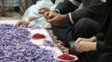 Κρόκος: Ο «κόκκινος χρυσός» του Ιράν